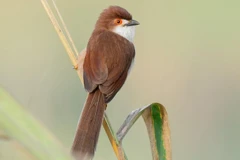 View - [INFOGRAPHIC] Loài chim mang tên “Đà Lạt”, đặc hữu Việt Nam | Báo Tri thức và Cuộc sống - TIN TỨC PHỔ BIẾN KIẾN THỨC 24H