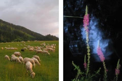 Máy ảnh số cũ bất ngờ hồi sinh sau 20 năm bị smartphone lấn át