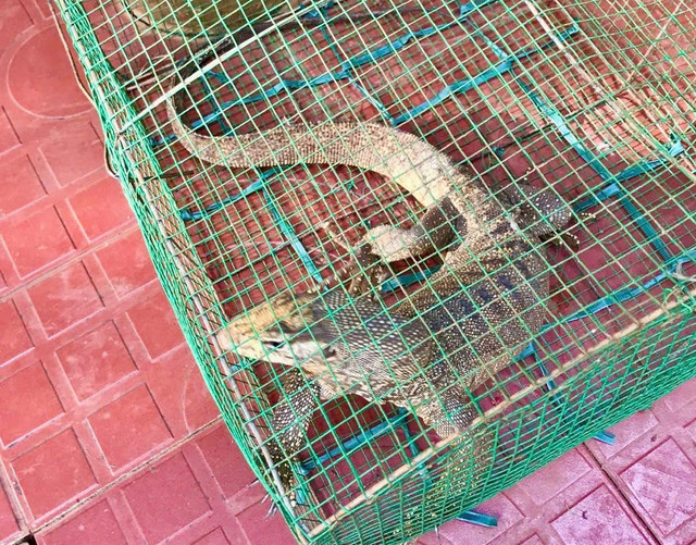 Cá thể kỳ đà hoa quý hiếm. 106d3181837t633l4-minhduc-7611.jpg