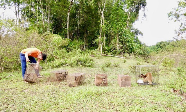 Tái thả 6 cá thể cầy vòi mốc về môi trường tự nhiên. img-1801-copy.jpg