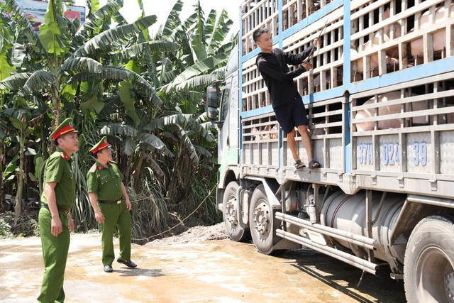 Hơn 180 con lợn nhiễm bệnh bị bắt giữ trên đường đi tiêu thụ. 68395ef0f0717.jpg