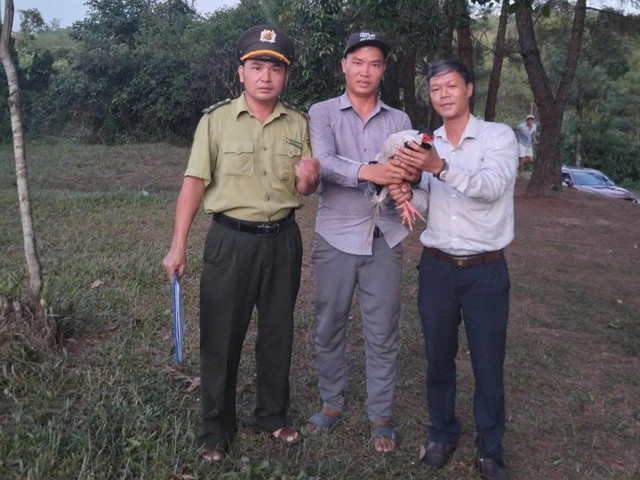 Cá thể gà lôi trắng được người dân giao nộp. z6925433971751-e5c53d947d83b8ed5f9d2df5a5787dab.jpg