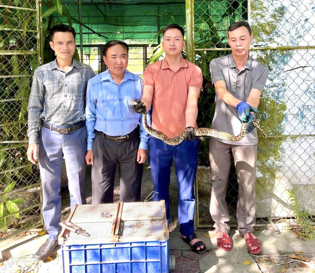 Cá thể trăn đất được người dân giao nộp. 531871714-1176975417789501-7473352472736517437-n.jpg