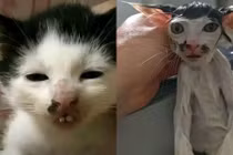 Netizen cười bò trước những chú mèo có ngoại hình ‘xấu lạ’