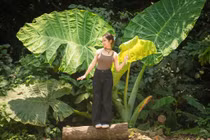 Du khách rủ nhau check-in cây ráy khổng lồ ở rừng Cúc Phương