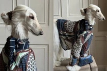 Chiêm ngưỡng 'chú chó quý tộc' có gu thời trang đỉnh nhất mạng xã hội