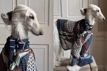 Chiêm ngưỡng 'chú chó quý tộc' có gu thời trang đỉnh nhất mạng xã hội