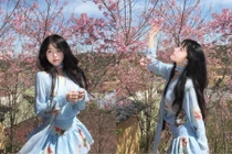 Danh tính hot girl đốn tim với bộ ảnh đẹp như mơ giữa rừng mai anh đào