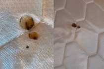 Tranh cãi việc khách phải bồi thường 4,8 triệu cho khách sạn