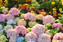 'Dụi mắt' ngắm thảm hoa đẹp lung linh bên hồ Gươm