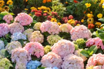 'Dụi mắt' ngắm thảm hoa đẹp lung linh bên hồ Gươm