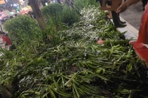 Luống cây bị giẫm nát sau khi xem hợp luyện diễu binh, diễu hành