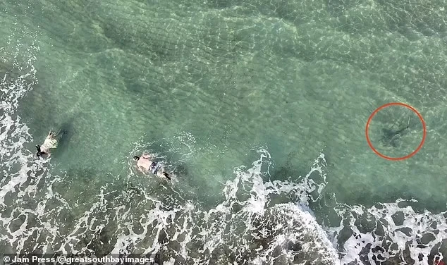 Thót tim khoảnh khắc cá mập “rình rập” thợ lặn biển