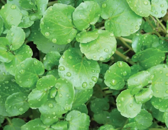 Kinh ngạc loại rau xanh “lành mạnh nhất thế giới”, chống ung thư