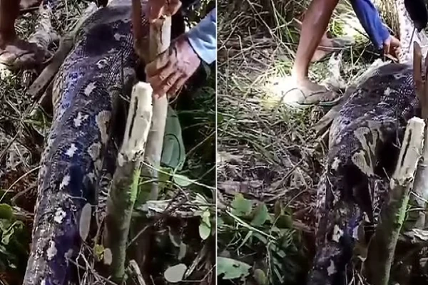 Phát hiện bụng trăn to bất thường, rụng rời thấy thứ bên trong