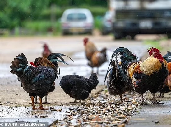 Bên trong ngôi làng “náo loạn” vì 100 con gà hoang