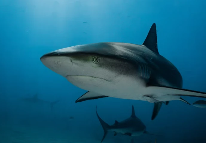 Xác định danh tính thi thể được tìm thấy trong bụng cá mập