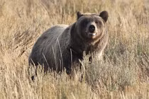 Gấu tấn công giáo viên và học sinh ở Canada, nhiều người bị thương