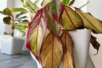 7 dấu hiệu giúp gia chủ nhận biết ngôi nhà 'lỗi phong thủy' 