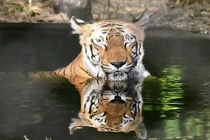 Vào rừng nhặt củi, người phụ nữ bị hổ tấn công tử vong