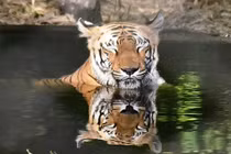 Vào rừng nhặt củi, người phụ nữ bị hổ tấn công tử vong