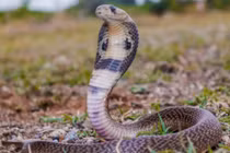 Bé trai 1 tuổi cắn chết rắn hổ mang gây sốc