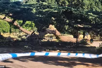 Bé gái 7 tuổi tử vong vì cành cây rơi trúng người