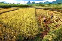 Nhộn nhịp cảnh thu hoạch vụ mùa ở Trung Quốc