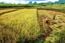 Nhộn nhịp cảnh thu hoạch vụ mùa ở Trung Quốc