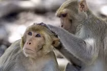 Bé 2 tháng tuổi bị đàn khỉ "bắt cóc", rơi xuống thùng nước tử vong