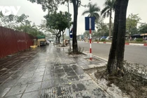 Sau chỉnh trang vỉa hè, loạt cây xanh ở Hà Nội lộ rễ nguy cơ nghiêng đổ