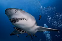 Đang lặn biển, bé trai 8 tuổi nguy kịch vì cá mập tấn công