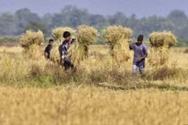 Cảnh người nông dân ở Ấn Độ gặt lúa trên cánh đồng
