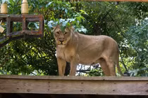 Nam thanh niên mất mạng sau khi trèo vào chuồng sư tử