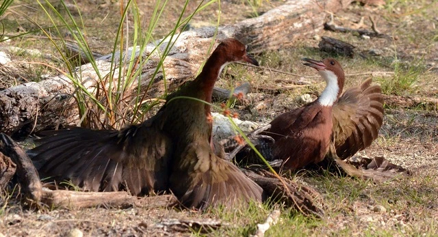 Ngỡ ngàng loài chim tuyệt chủng hơn vạn năm bất ngờ "tái sinh" kỳ diệu