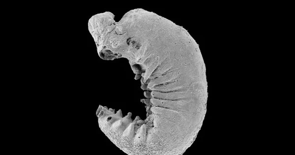 Kinh ngạc hóa thạch ấu trùng 500 triệu năm tuổi, thủy tổ của tôm cua