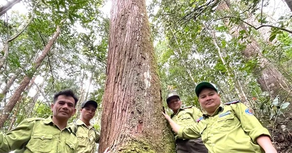 Tận mục rừng pơ mu "bất khả xâm phạm" trên cao hơn 1.400m