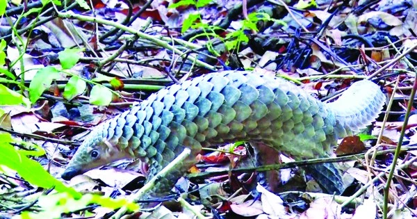 Giật mình lý do dạ dày tê tê đủ sức nghiền nát thủy tinh