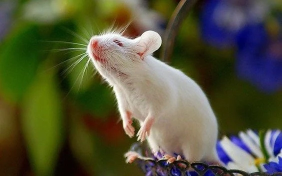 Vận đỏ nhất tháng 4, ba con giáp thăng tiến không ngừng