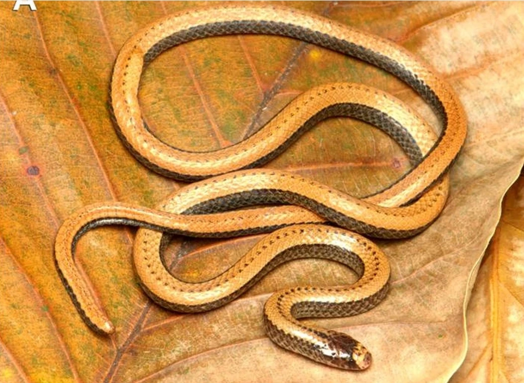 Loài rắn hổ nước vừa được phát hiện chỉ có ở Việt Nam 