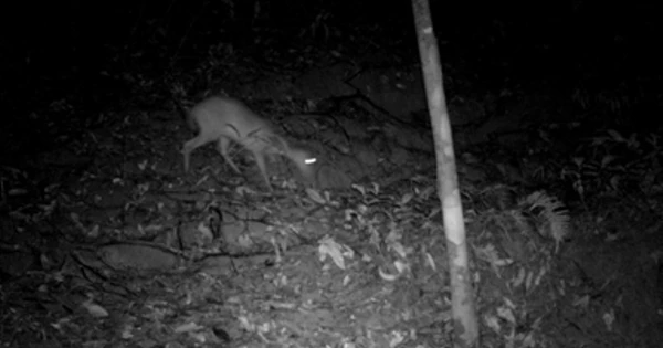 Mang Pù Hoạt ngỡ tuyệt chủng trăm năm tái xuất tại Xuân Liên