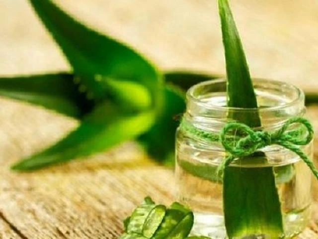 Loài hoa ngàn năm nở một lần, gia chủ ắt phát tài rực rỡ 