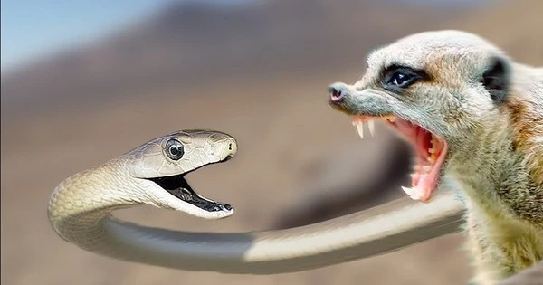 Cận cảnh loài rắn tử thần nguy hiểm nhất hành tinh, chớ dại đến gần