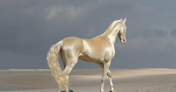 Top loài ngựa quý hiếm nhất thế gian, đại gia khát khao sở hữu