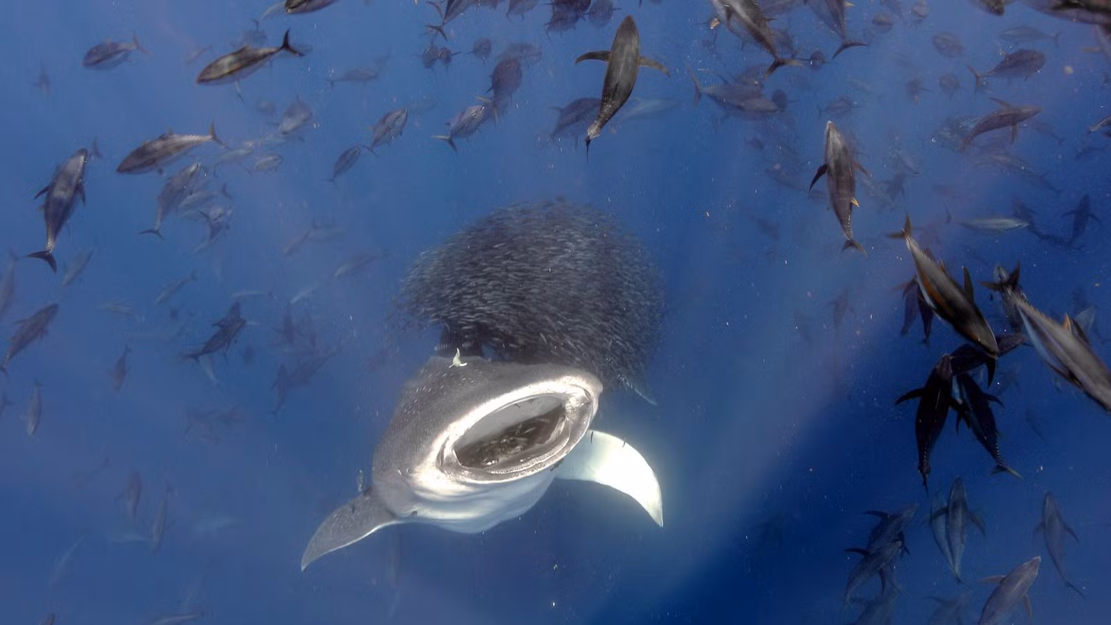 Những bức ảnh khoa học chân thực cả thế giới kinh ngạc