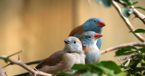 12 loài chim di đẹp 'nhức mắt', số 1 có nhiều ở Việt Nam