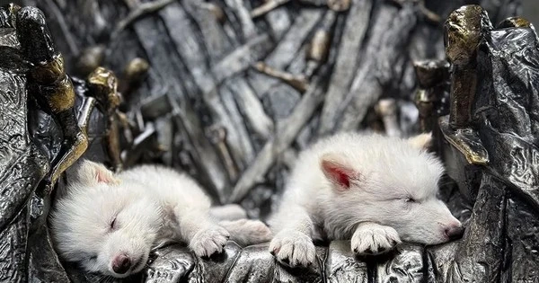 Loài sói huyền thoại tuyệt chủng hơn vạn năm bất ngờ hồi sinh kỳ diệu