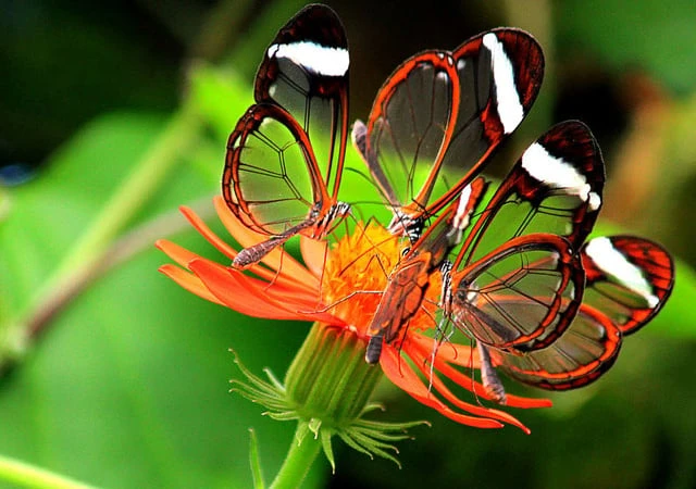 Kỳ thú vẻ đẹp của loài bướm được mệnh danh “cánh gương bay”