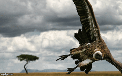 Loài chim hung dữ Trời sinh, đến sư tử cũng phải dè chừng