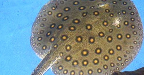 Bí ẩn kỳ thú về loài cá đuối... nghe xong phải giật mình 